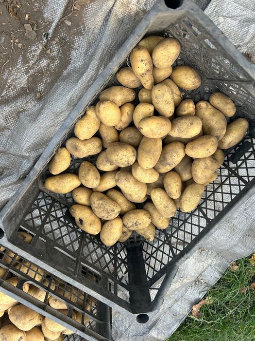 Продам картоплю гринада