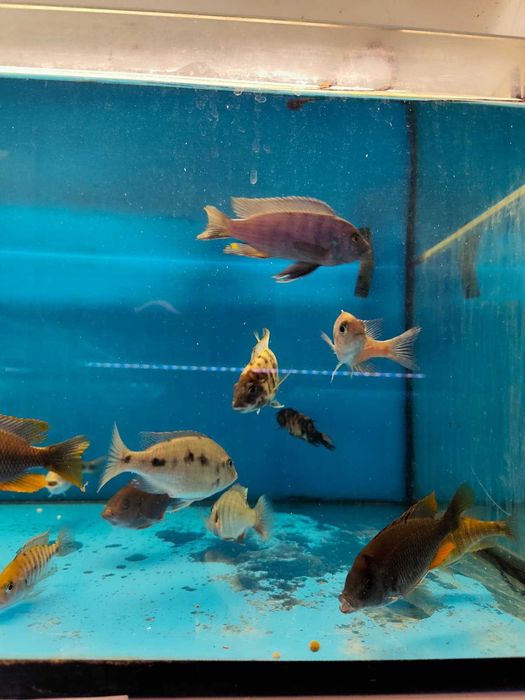 ciclideos africanos 8-14cm ler descrição