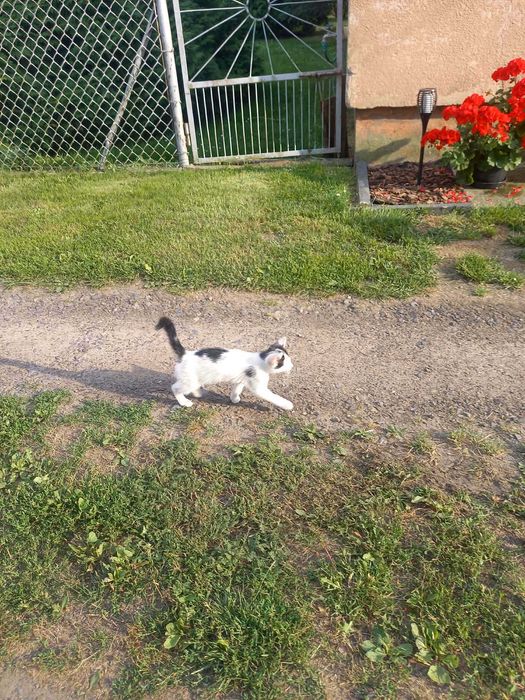 Piękna 4-miesięczna kotka do adopcji