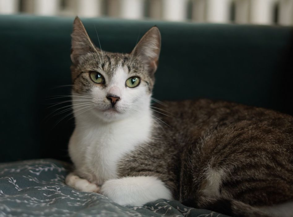 Oddam roczną kotkę