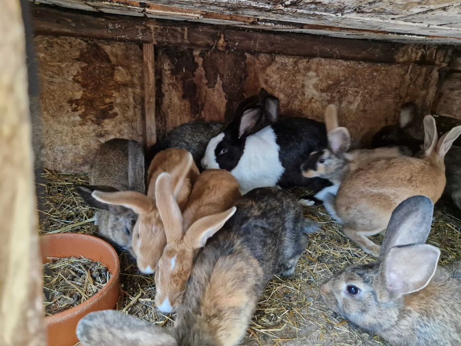 Króliki w różnym wiekiu