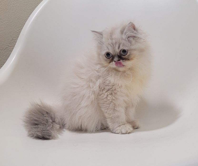 Gatinha persa linda