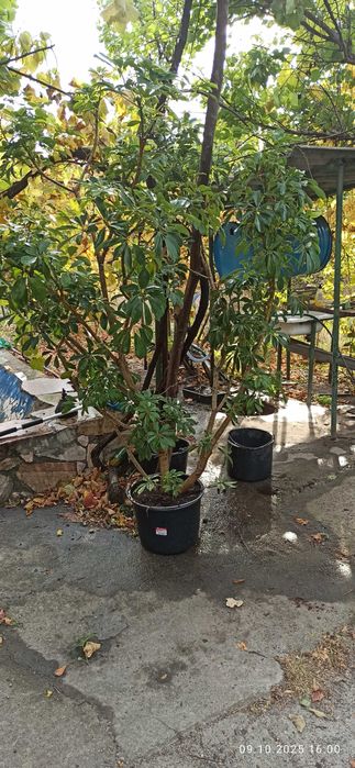 Очень большие фикусы бенджамена и шефлеры для больших помещений