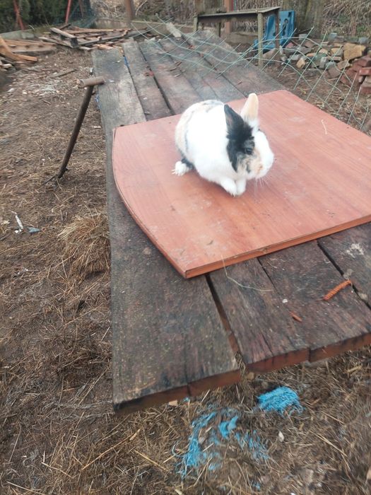 Króliki miniaturka samce