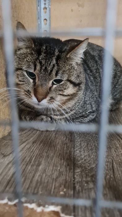 Кошенята в добрі руки