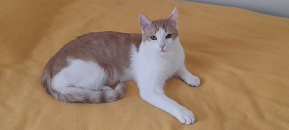 11 miesięczny rudobialy kotek szuka domku.