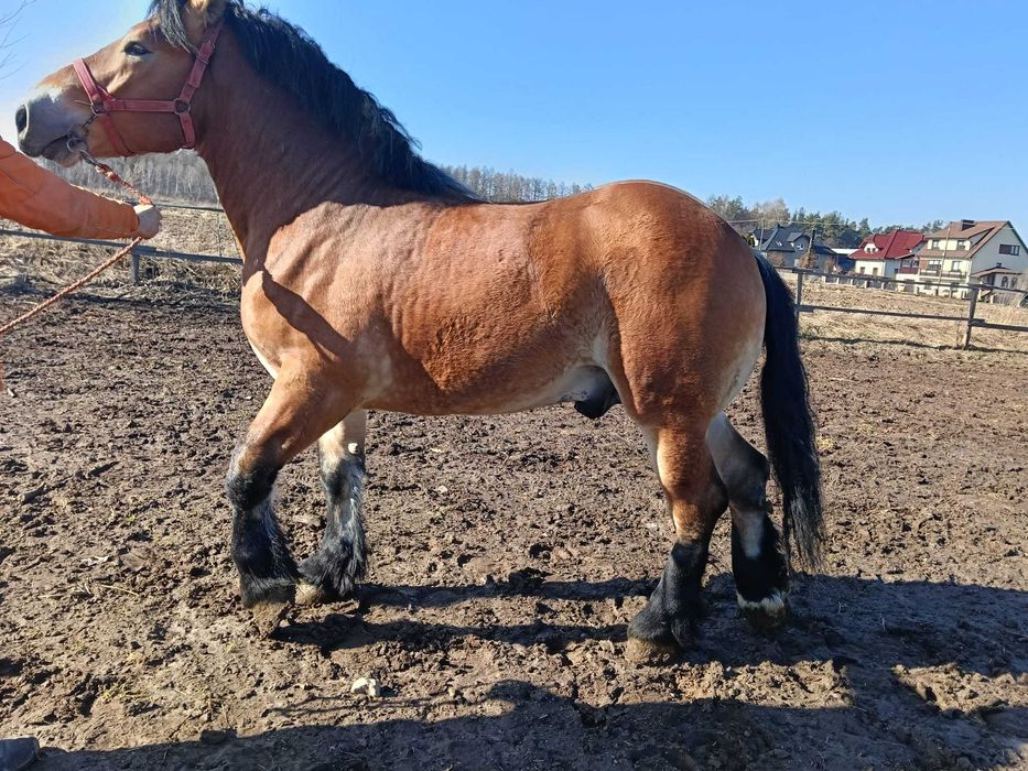 zimnokrwisty , licencja , 30 miesięcy