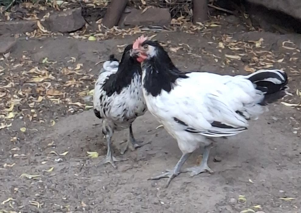 Koguty Lakenfelder