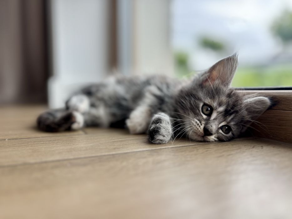 Kociczka Maine Coon