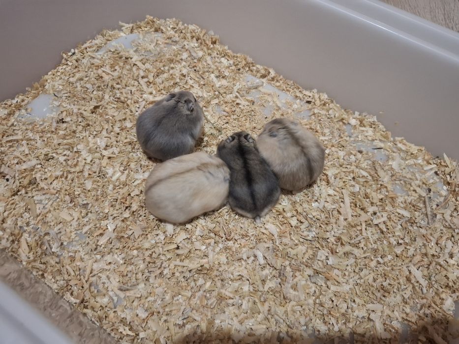 Chomik dżungarski chomiki dżungarskie młodziutkie