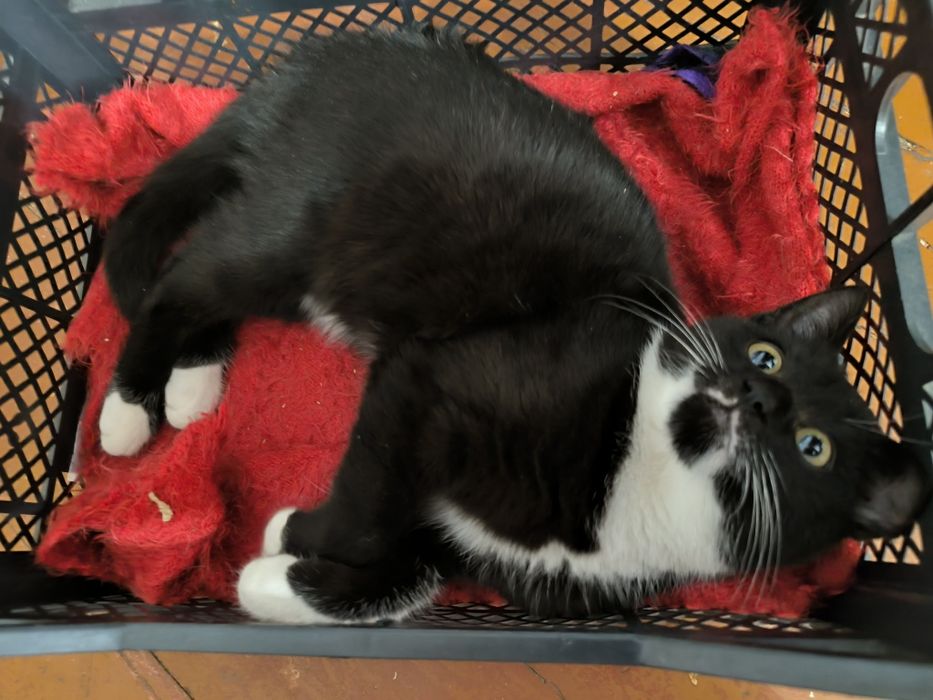 Кому гарненьке кошеня, буде чудовим компаньйоном