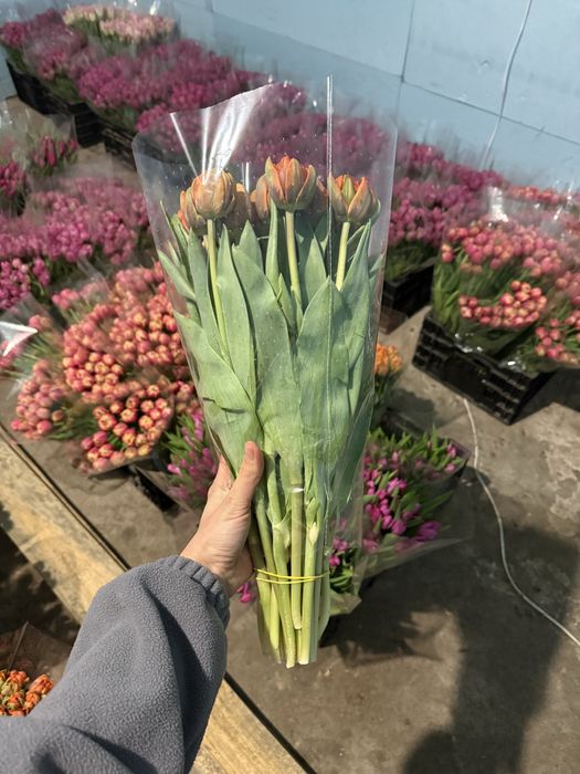 Тепличні тюльпани гурт
