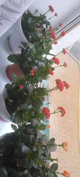 Каланхоє     .        .