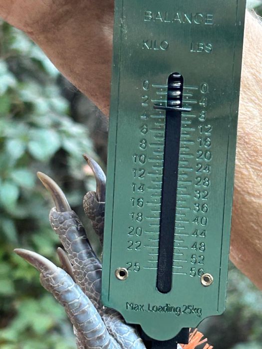 Galos e frangos de raca grande poeideiras