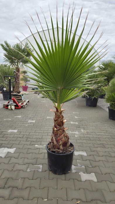 Washingtonia robusta – waszyngtonia wyniosła