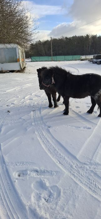 Sprzedam kucyka Ogierka