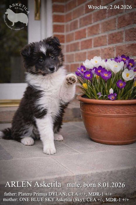 Owczarek szetlandzki - szczeniaki - piesek tricolor