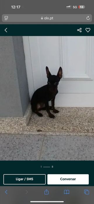 Pinscher  Pinscher