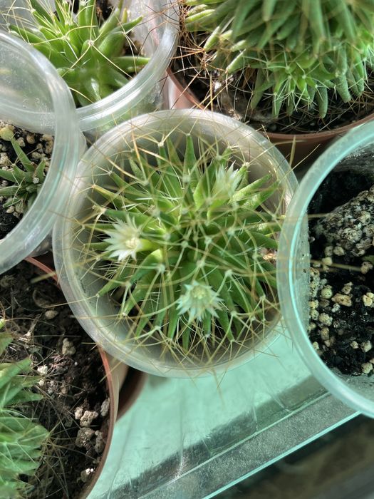 Кактуси маленькі й великі