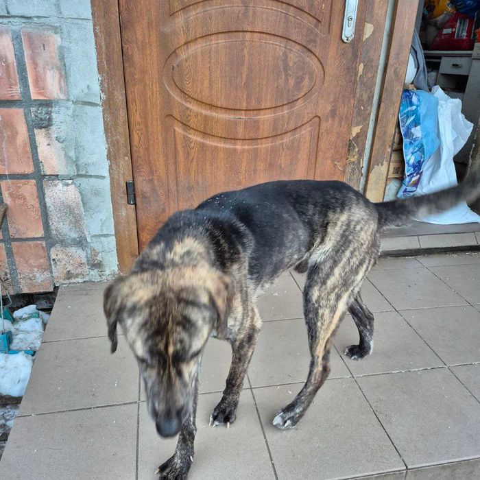 Безкоштовно прилаштовується молодий метис гончака Шиллера