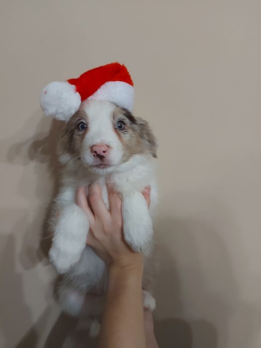 Border Collie suczka red merle z badaniami genetycznymi.