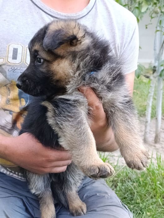Цуценята німецької вівчарки