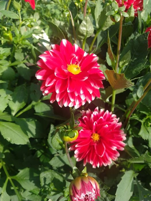 Nasiona dalii niskich 20 sztuk