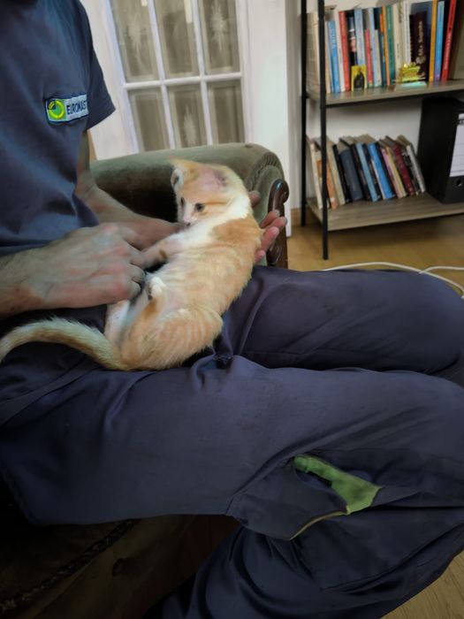 Gato para adopção responsável