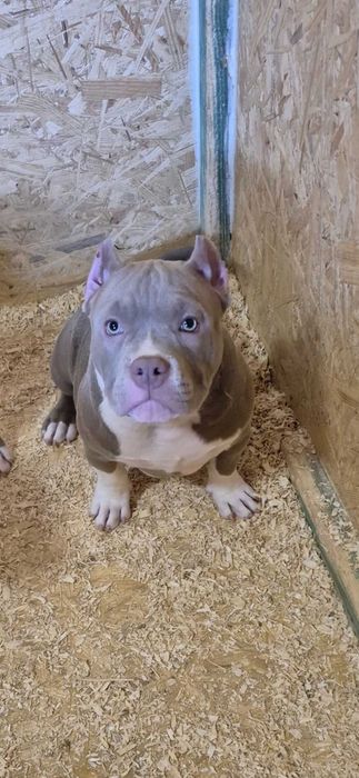 American bully abkc