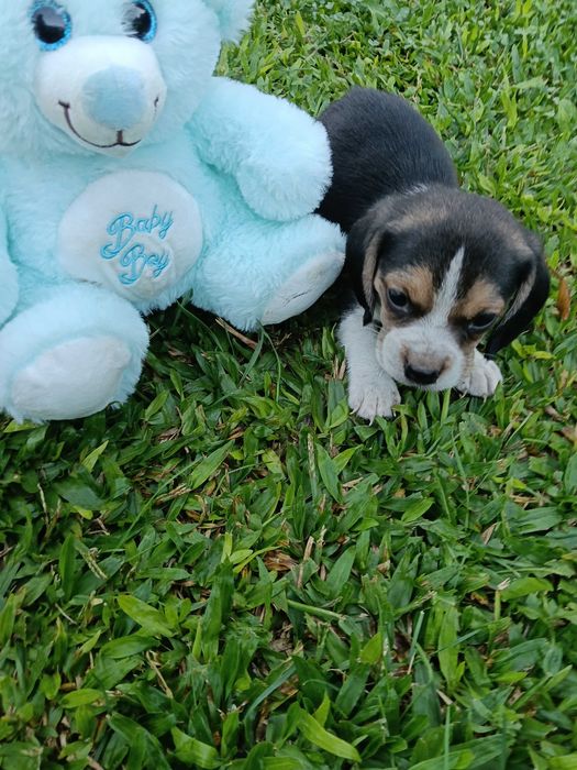 Beagle macho maravilhoso