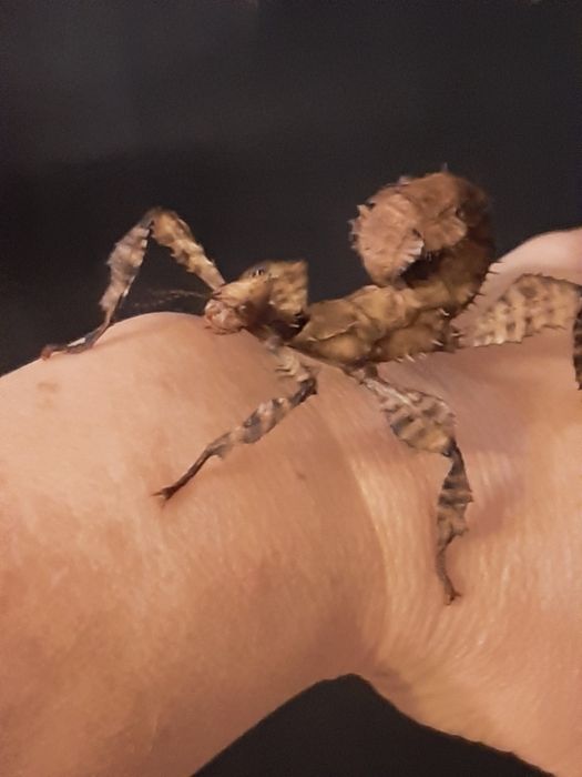 Straszyk australijski