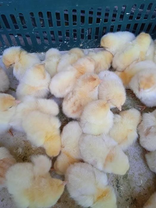 Добові курчата циплята півники