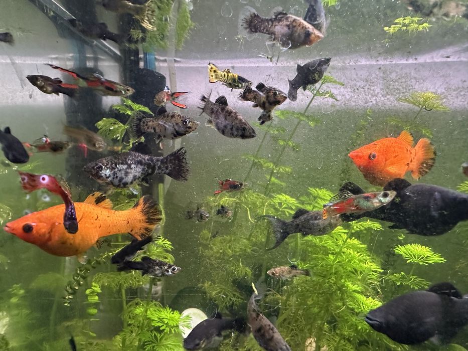 Mollys Sortidos (Adultos e juvenis)