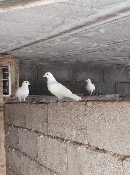 Pombas correias brancas