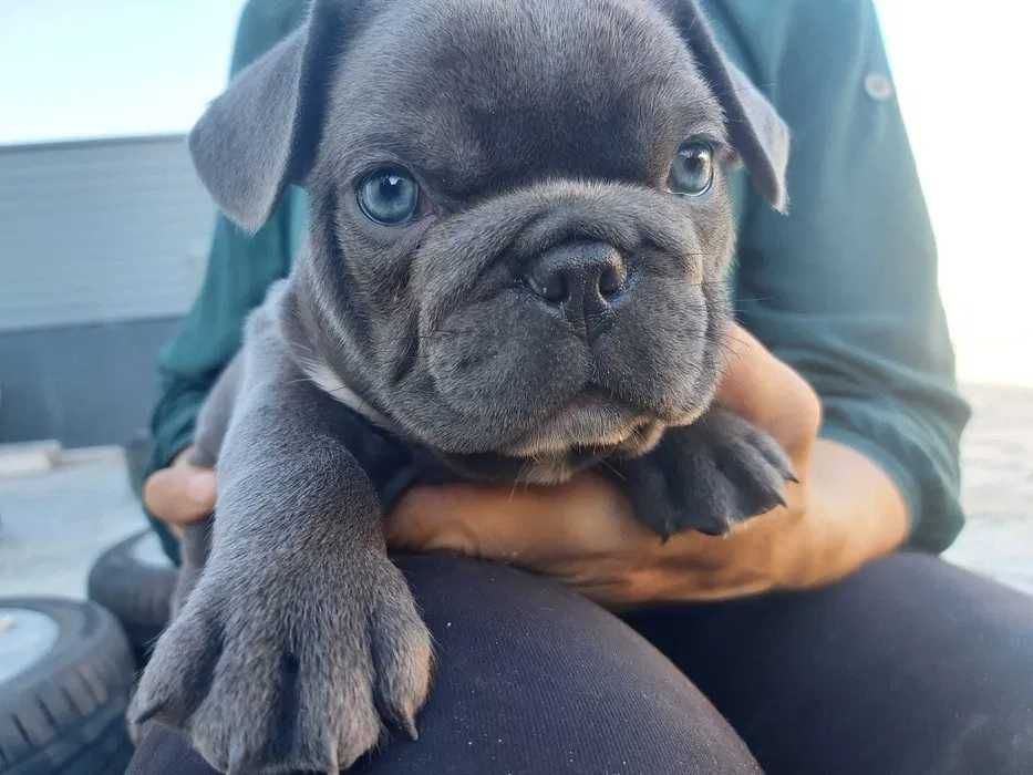 Buldogue Francês macho
serviços de montas
