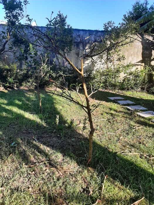 Pessegueiro enxertado