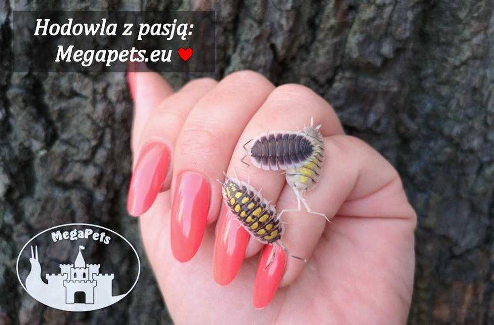 Porcellio haasi Yellow Kulanki Prosionki Isopody Stonoga Ślimak Mrówki
