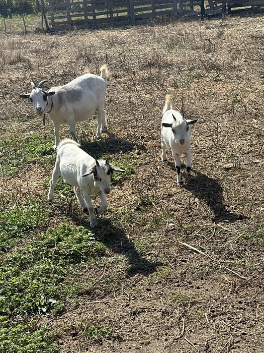 Vendo cabras anas prenhas