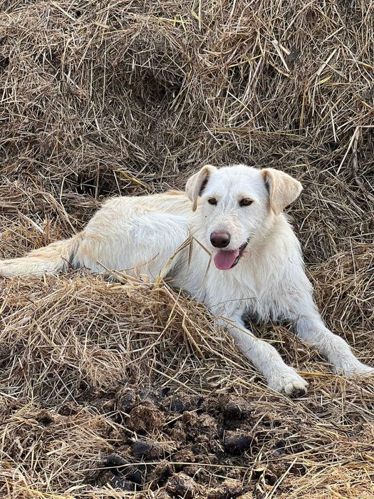 Cadela para adoçao (Kinder)