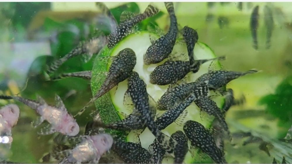 Анциструс сомик акваріумний