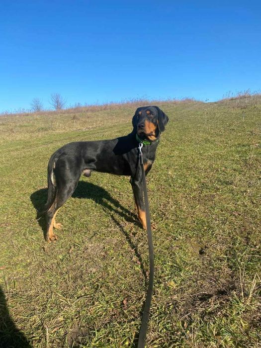 Продаж цуценят УКГ