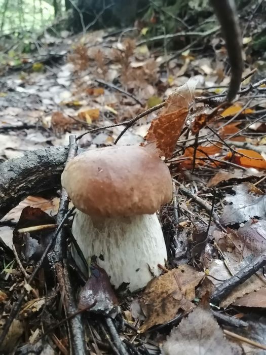 Сушені білі гриби