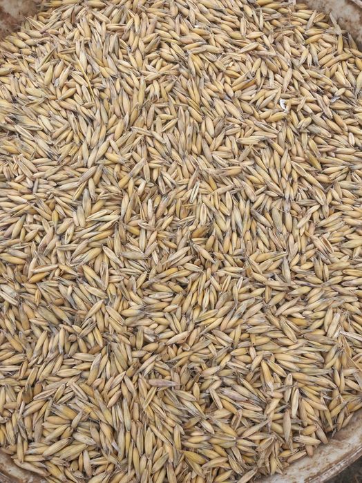 Sprzedam  owies  jary.