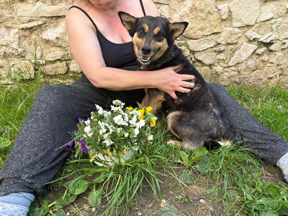 1, 5 roku, 9 kg, przytulaśna sunia Misia, adopcja za darmo oddam