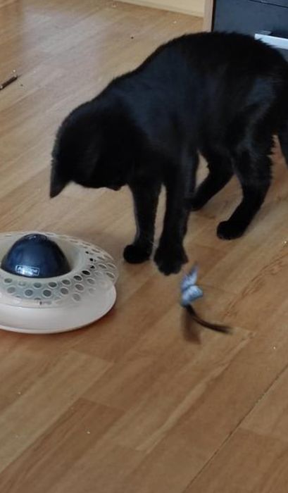 Интерактивная игрушка для кошек Ane One Германия