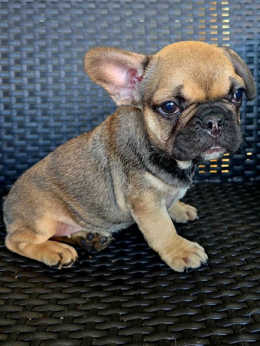 Bulldog francês Fêmea cor Sable