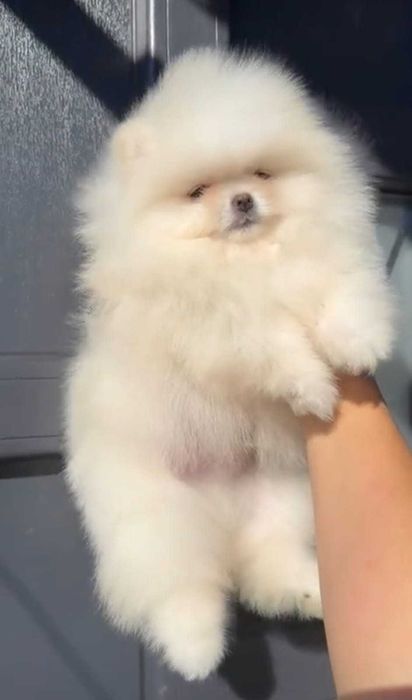 Mały pomeranian miś mini