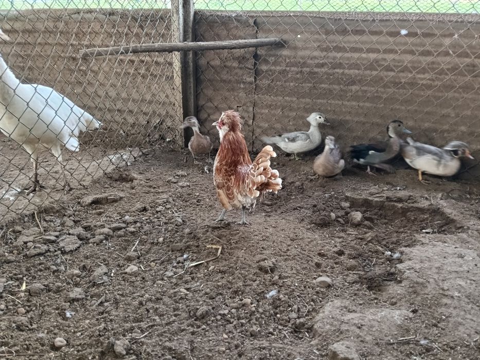 Paduano camurça 2025