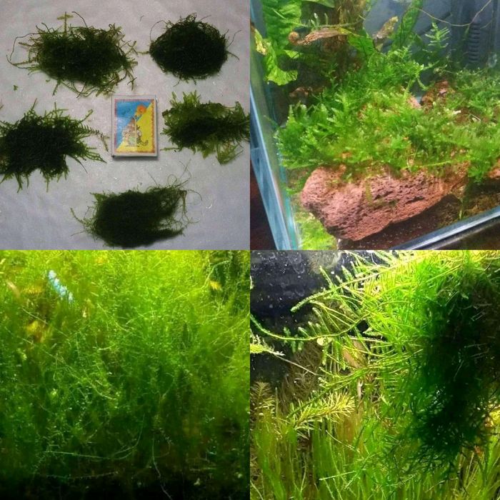 Аквариумные растения.Мох аквариумный