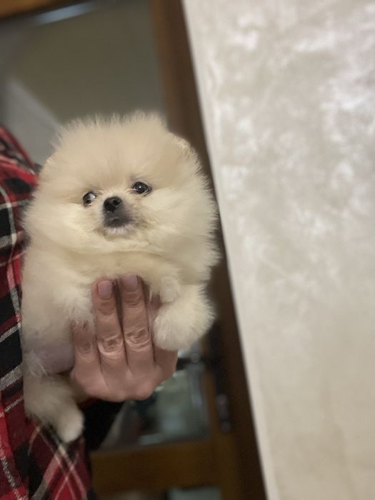 Гарненька міні  дівчинка та хлопчик